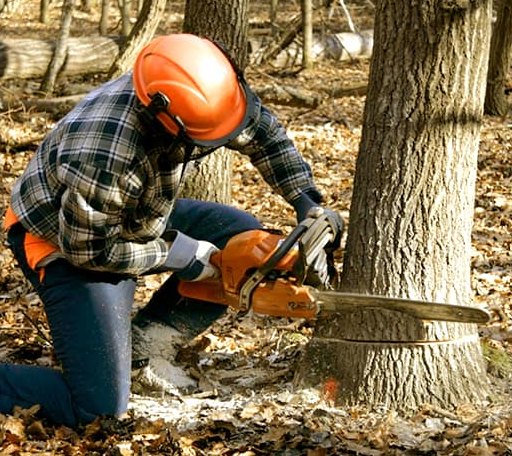 Tree Removal in Moscow, TX